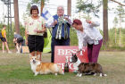 B.O.B Pembroke  and B.O.B  Cardigan  Best of Breed Cardigan NORD/FI/SE/NO Ch Big-Woods Triumph Renown. Owned by Mrs J Flinck