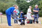 Best Puppy in Show the Cardigan  Bitch Wildcard Queen Of Clubs for Gerefa owned by Mr Mrs Froggatt and handled by Mrs J  Gordon