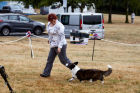 Best Veteran In Show the Cartdigan Res Bitch C.C and Res Best of Breed Cardigan NORD/FI/SE/NO Ch Big-Woods Triumph Renown. Owned by Mrs J Flinck