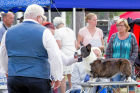 Best of Breed Cardigan NORD/FI/SE/NO Ch Big-Woods Triumph Renown. Owned by Mrs J Flinck