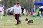 Best of Breed Cardigan NORD/FI/SE/NO Ch Big-Woods Triumph Renown. Owned by Mrs J Flinck