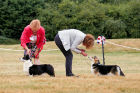 Res Best in Show the Cardigan  Best of Breed Cardigan Ch Bymil Smile Please, owned by Miss S Taylor. and the Pembroke Bitch C.C winner.