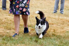 Best of Breed  Cardigan Ch Bymil Smile Please, owned by Miss S Taylor