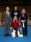 The Eukanuba Champion Stakes Terrier, Hound Gundog. (60 Entries)<br /><br />1. Boyle Sh Ch Zarcrest Choc Ice