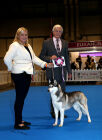 The Eukanuba Champion Stakes Terrier.  Toy, Utility, Pastoral, Working. (68 Entries)<br />1. Rees,  Ch Winter Melody Triple Trouble At Amical (Imp Pol