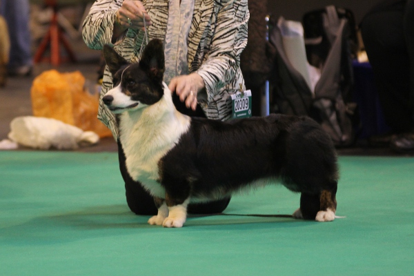 cloth teddy bear pattern